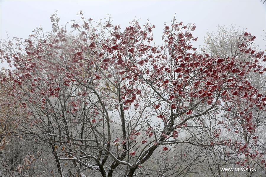 #（环境）（3）秋雪落北京