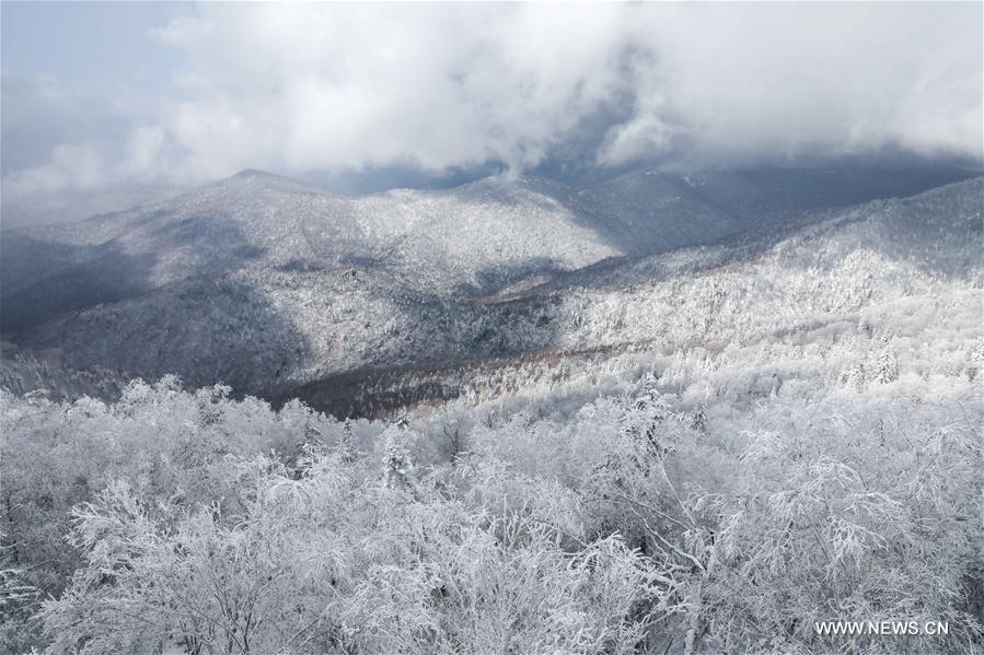 الصورة: تساقط الثلوج فوق غابات في شمال شرقي الصين 