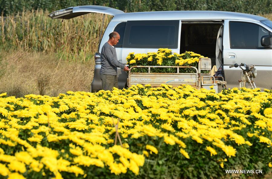 الصورة: اقتصاد الزهور في قرية بشمالي الصين