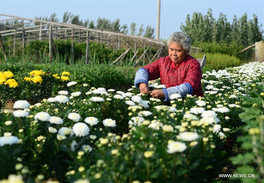 الصورة: اقتصاد الزهور في قرية بشمالي الصين