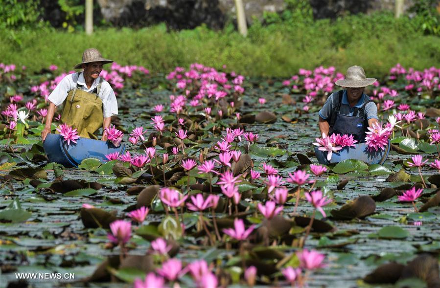 الصورة: ازدهار "اقتصاد الزهرات الاستوائية" في مقاطعة هاينان بجنوبي الصين