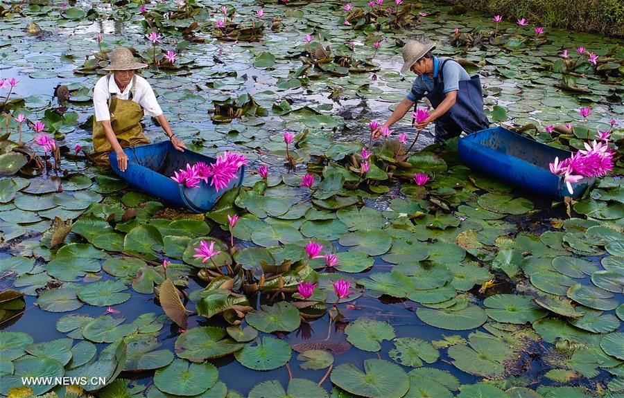 الصورة: ازدهار "اقتصاد الزهرات الاستوائية" في مقاطعة هاينان بجنوبي الصين