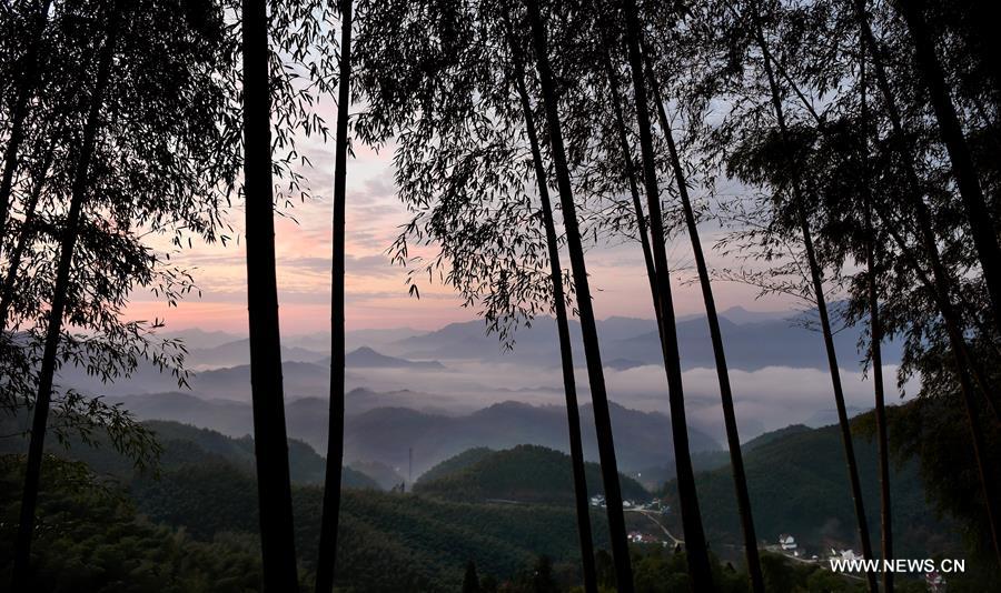 （美丽中国）（2）大别山的竹海与云海