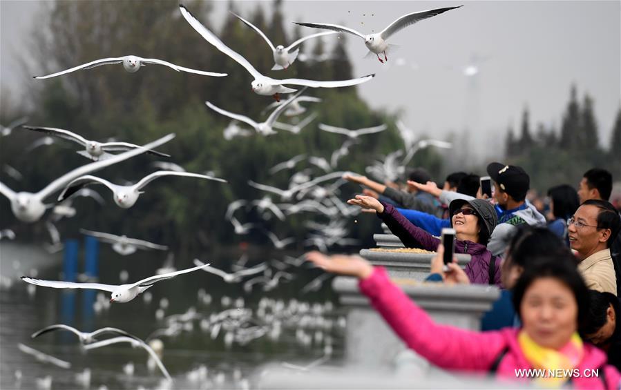 الصورة: طيور النورس تهاجر إلى "مدينة الربيع" الصينية لقضاء الشتاء 