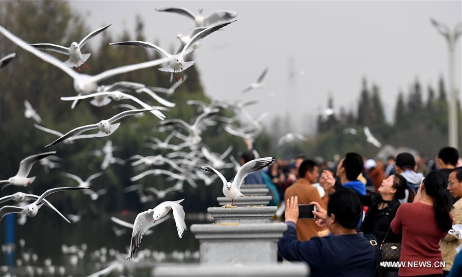 الصورة: طيور النورس تهاجر إلى "مدينة الربيع" الصينية لقضاء الشتاء 