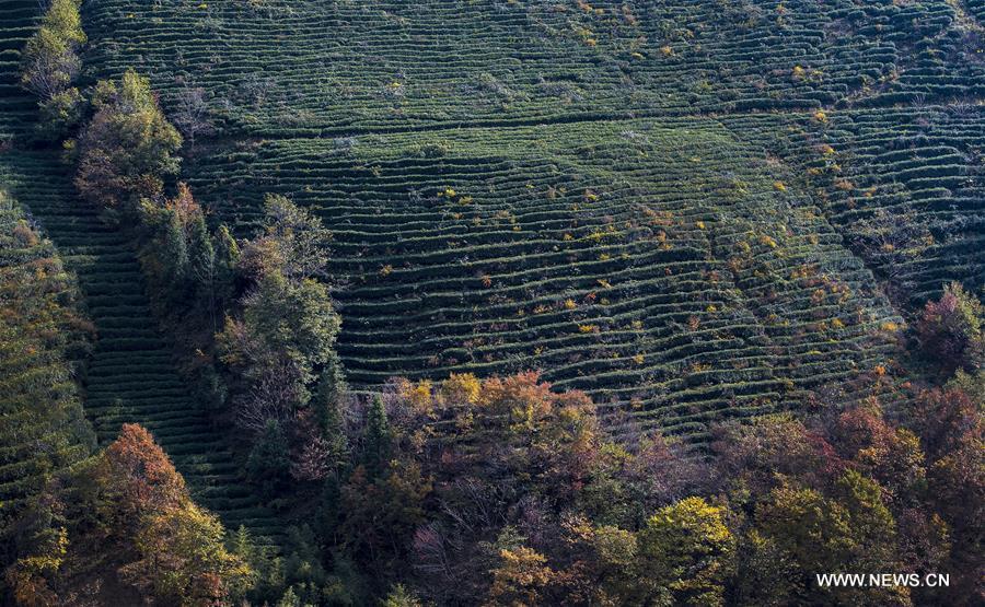 CHINA-HUBEI-SHENNONGJIA-SCENERY (CN)