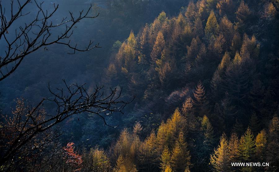 CHINA-HUBEI-SHENNONGJIA-SCENERY (CN)