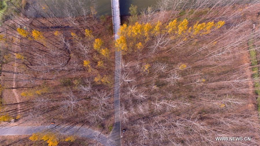 #CHINA-AUTUMN SCENERY-AERIAL VIEW (CN)