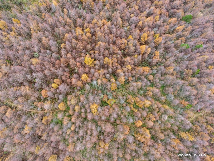 #CHINA-AUTUMN SCENERY-AERIAL VIEW (CN)