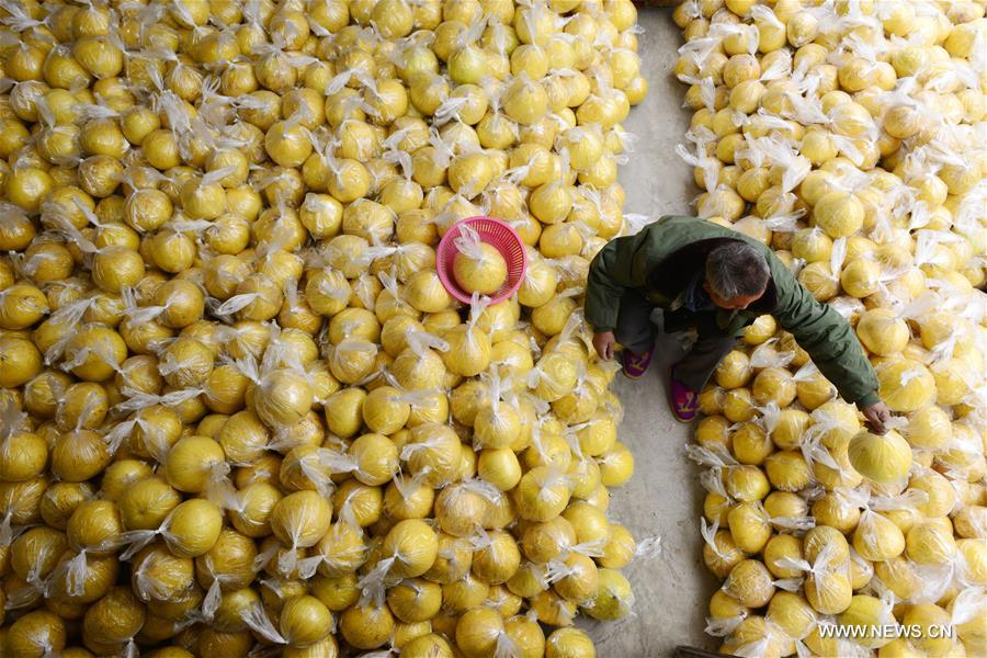 الصورة: موسم الحصاد لجريب فروت في جنوب غربي الصين