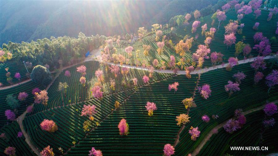 （美丽中国）（2）冬日樱花谷 美景宛如画