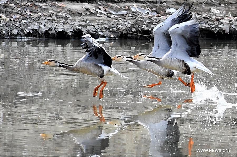 الصورة : طيور على نهر لاسا بمنطقة التبت