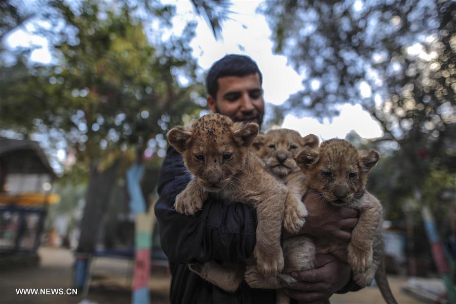 الصورة: مالك حديقة حيوان في غزة يعرض أشبالا للبيع لعدم قدرته على إطعامهم