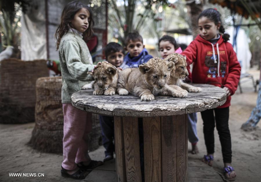 الصورة: مالك حديقة حيوان في غزة يعرض أشبالا للبيع لعدم قدرته على إطعامهم