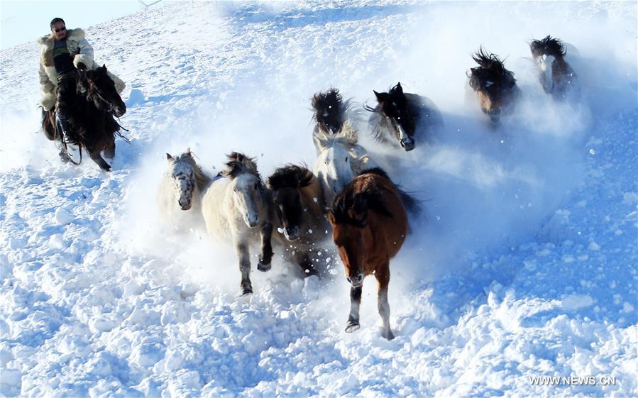 #CHINA-INNER MONGOLIA-XILINGOL-WINTER-HORSE(CN)