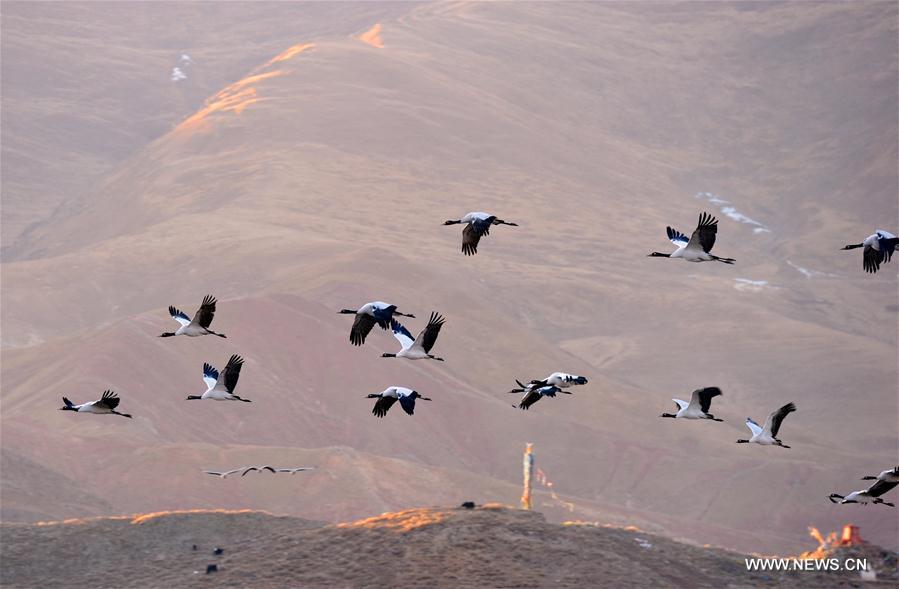 الصورة: طيور الكركي سوداء العنق في جنوب غربي الصين