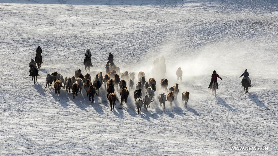 الصورة: أحصنة تعدو في سهوب تغطيها الثلوج 