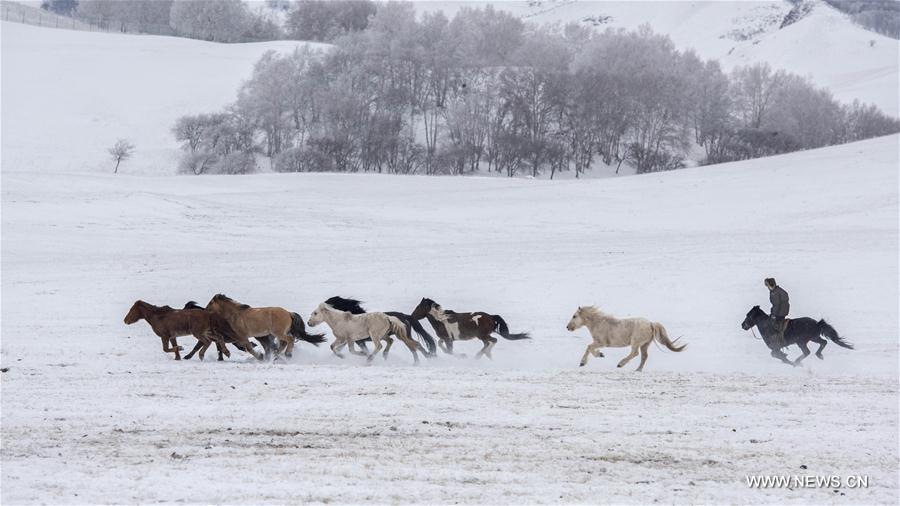 الصورة: أحصنة تعدو في سهوب تغطيها الثلوج 