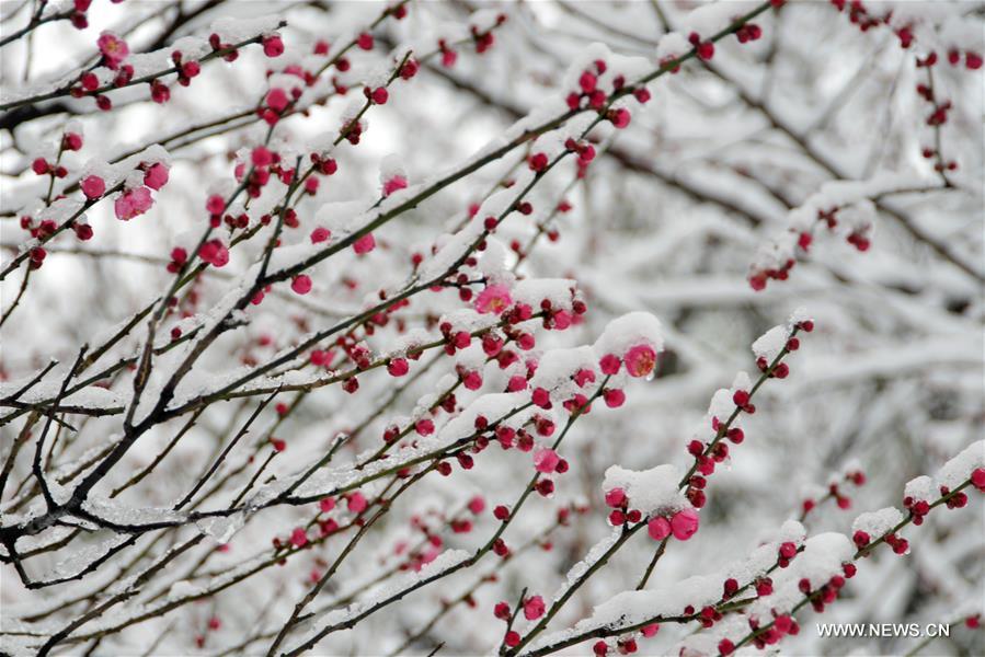 الصورة: تفتح زهور البرقوق مع تساقط الثلوج 