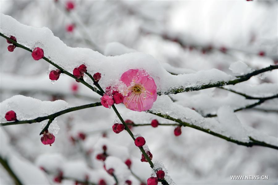 الصورة: تفتح زهور البرقوق مع تساقط الثلوج 