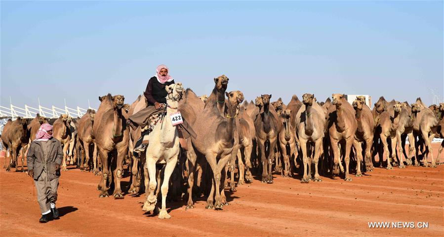 الصورة: 300 ألف زائر يحضرون "مهرجان الملك عبد العزيز للإبل" بالرياض