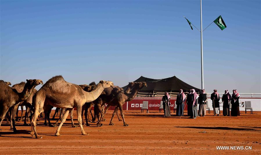 الصورة: 300 ألف زائر يحضرون "مهرجان الملك عبد العزيز للإبل" بالرياض