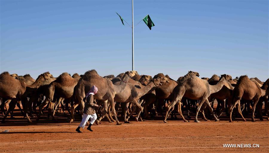 الصورة: 300 ألف زائر يحضرون "مهرجان الملك عبد العزيز للإبل" بالرياض