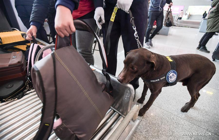 الصورة : كلب بوليسي يعمل لضمان سلامة النقل خلال عطلة عيد الربيع الصيني 