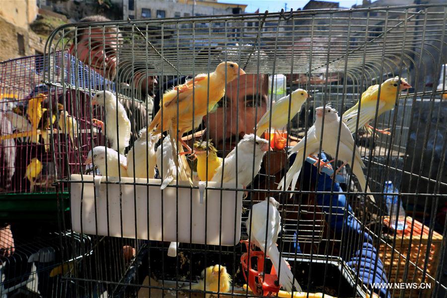 الصورة: رواج أسواق بيع الطيور الأليفة في الأردن