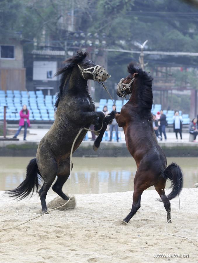 الصورة : مصارعة الخيول في جنوبي الصين