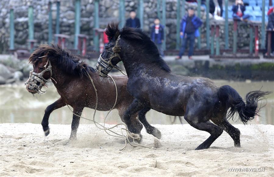 الصورة : مصارعة الخيول في جنوبي الصين