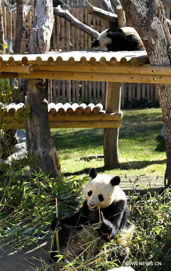 الصورة: مواصلة الدراسة التعاونية حول الباندا العملاقة بين الصين وإسبانيا