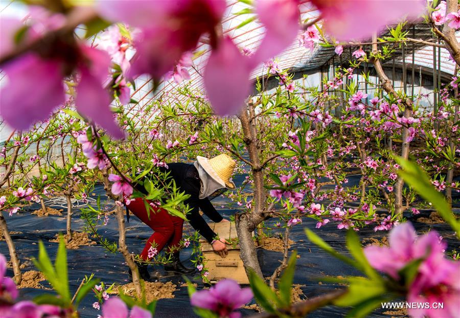 الصورة: بدء الأنشطة الزراعية مع استقبال الربيع في أنحاء الصين