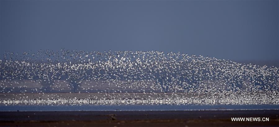 الصورة: عدد كبير من الطيور مختلفة الأنواع  تجتمع في بحيرة دونغتينغ بوسط الصين