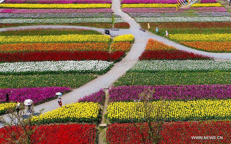 الصورة : تفتح زهور الخزامى بوسط الصين
