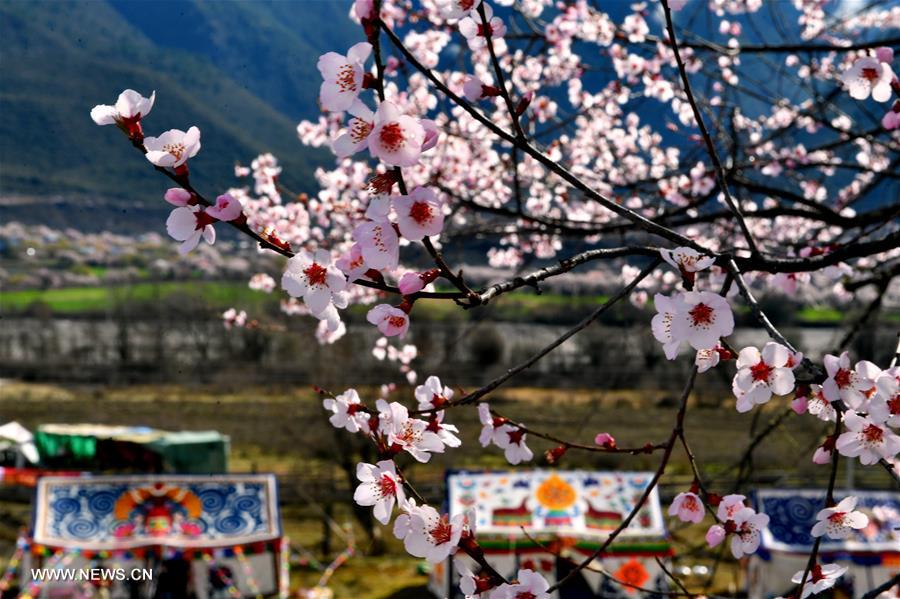 الصورة: زهور الدراق في التبت