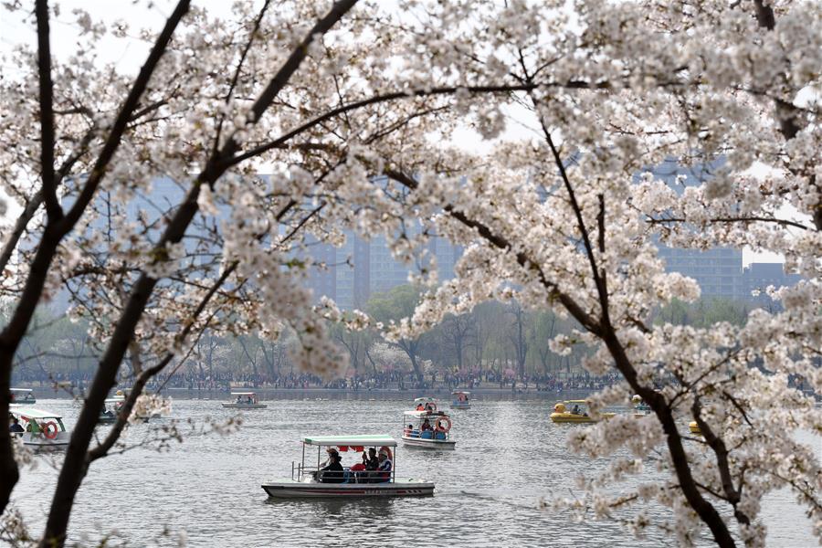 الصورة: زهور الكرز في حديقة يويهيوانتان ببكين