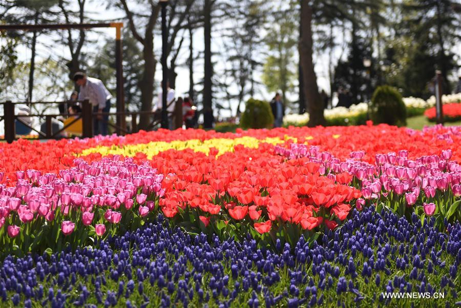 الصورة: تفتح زهور التوليب في تركيا