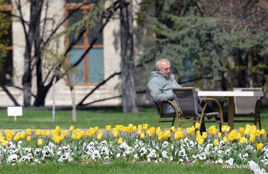 الصورة: تفتح زهور التوليب في تركيا 