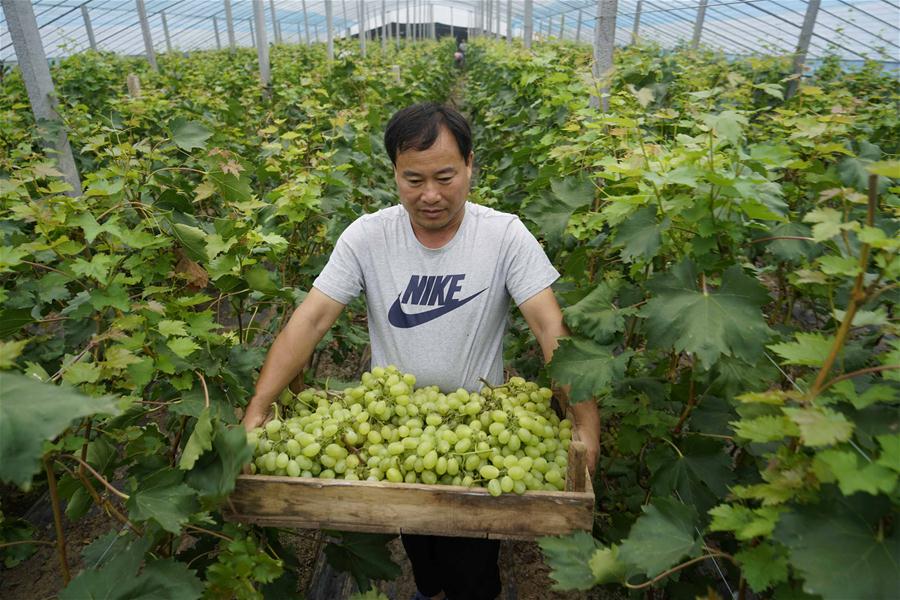 الصورة: حصاد العنب في شرقي الصين