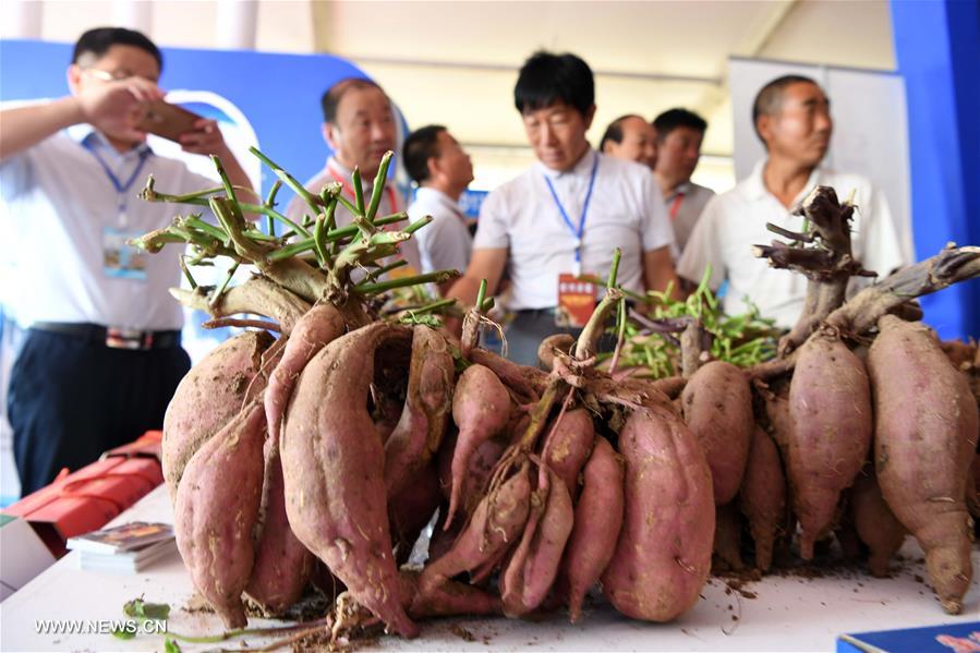 الصورة: معرض التجارة الزراعية بوسط الصين