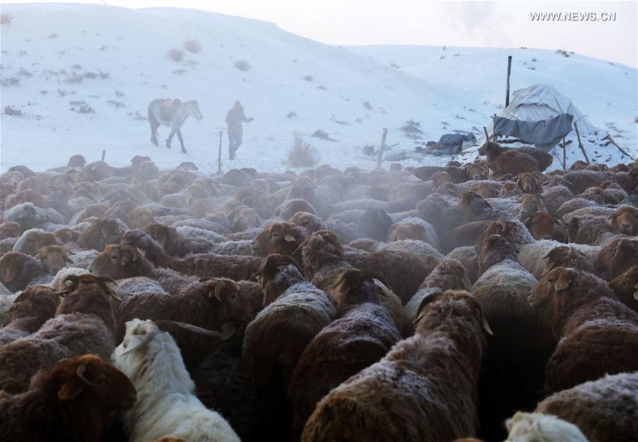 الصورة: هجرة الرعاة ومواشيهم في شمال غربي الصين 