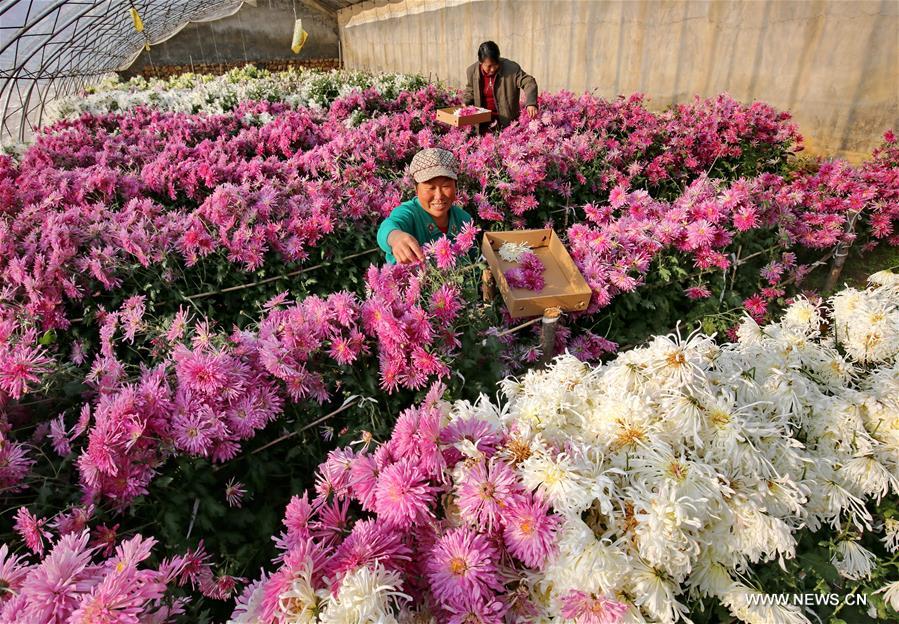 الصورة: تربية أزهار الاقحوان للأكل في شمالي الصين