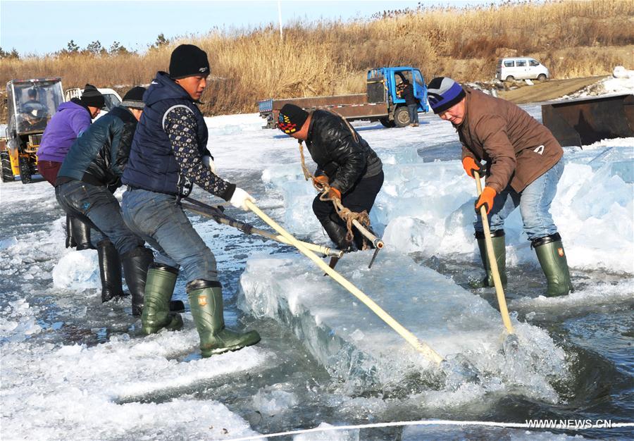 الصورة: استخراج الجليد في نهر سونغهوا بشمال شرقي الصين