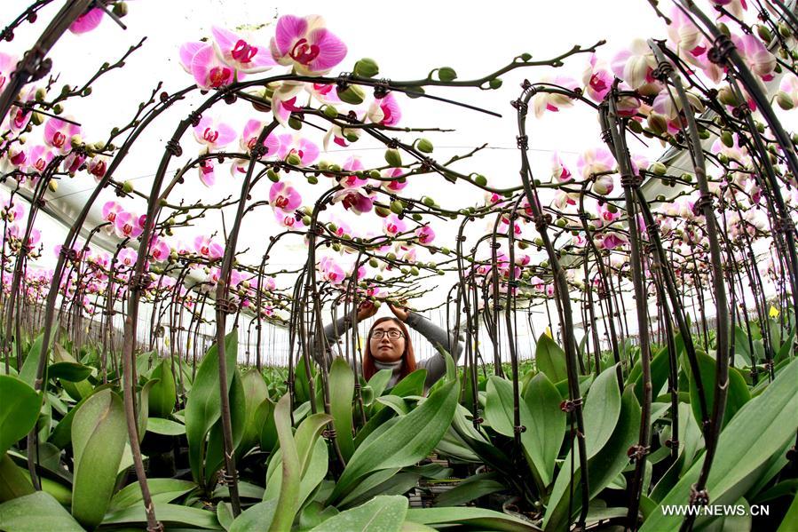  الصورة: تربية زهور السحلب في موسم الشتاء بشمالي الصين