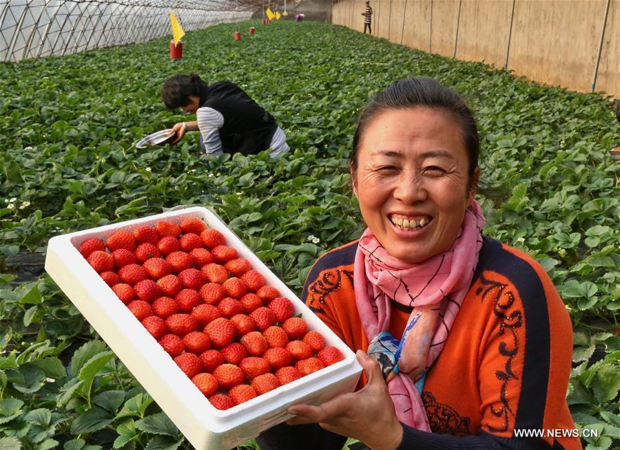 الصورة: زراعة الفراولة في البيوت المحمية تساعد المزارعين المحليين على زيادة دخلهم