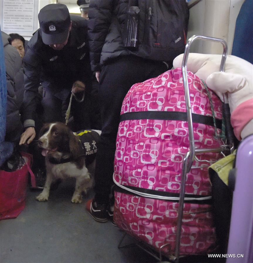 الصورة: كلب الشرطة في شرقي الصين