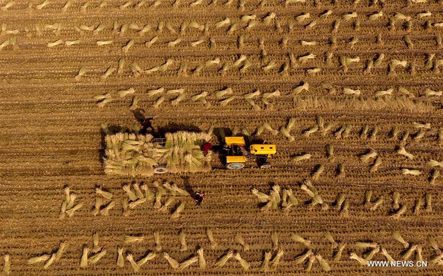 الصورة: منظر لحصاد الأرز في وسط الصين 