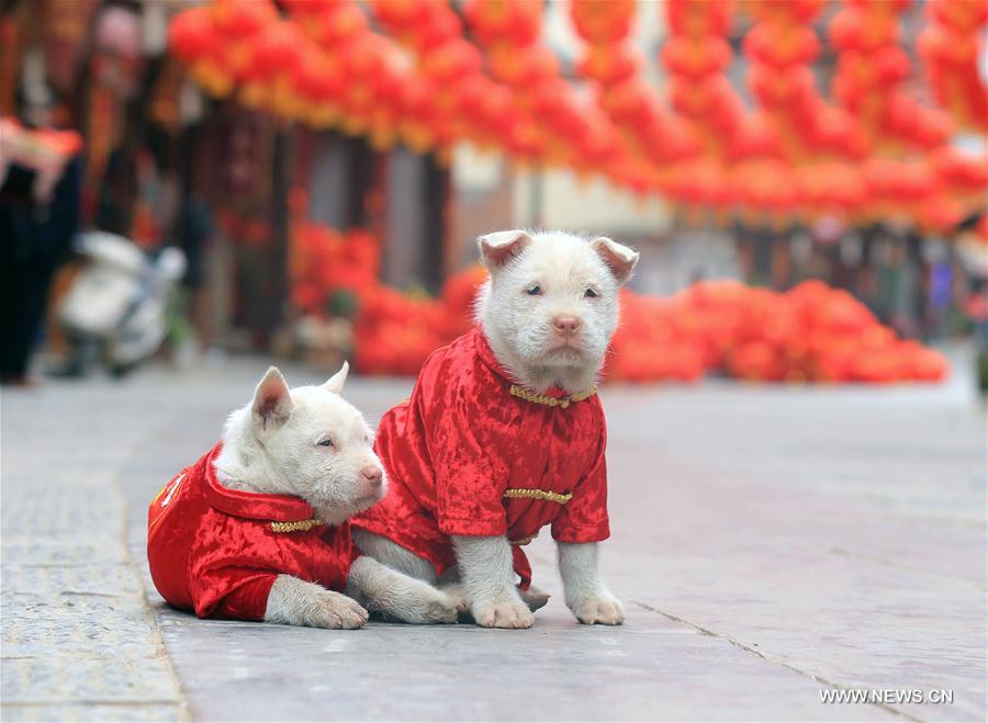 الصورة: إلباس الكلاب أزياء احتفالية لاستقبال عيد الربيع 
