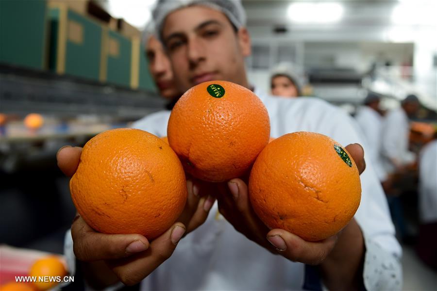 الصورة: مصر ثالث أكبر مصدر للبرتقال "اليوسفي" إلى الصين